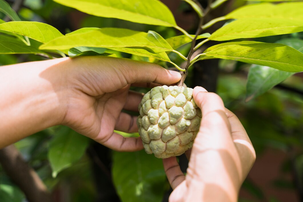 Fresh Cherimoyas