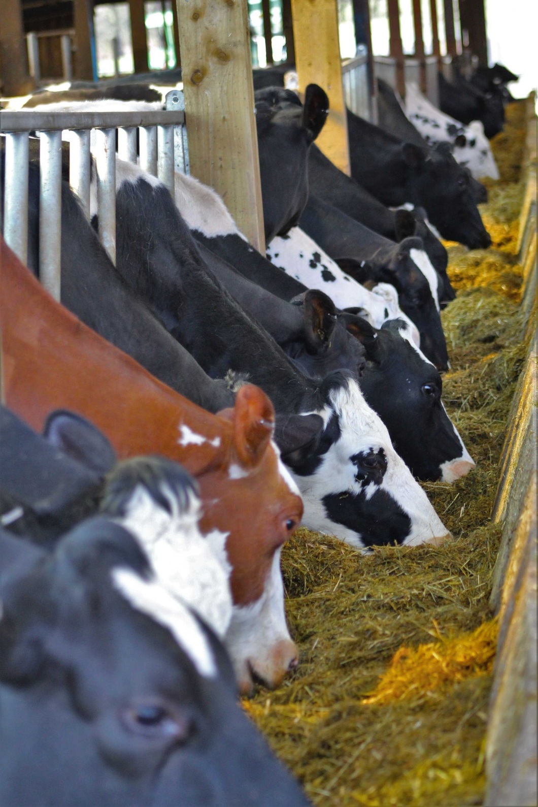 Close-up-cows-grazing-barn-Global Agri Solutions