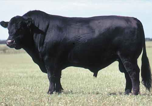 Angus Cattle Breeds