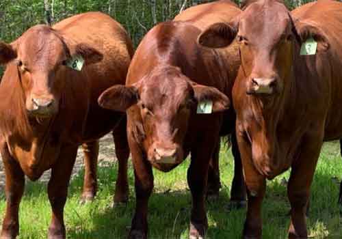 Brangus Cattle