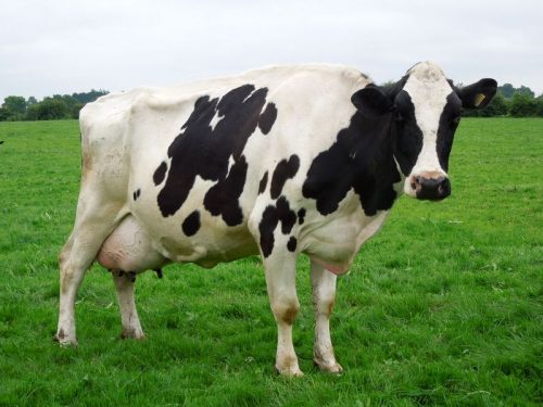 Holstein Breed