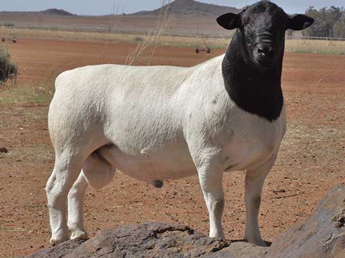 SHEEP BREEDS