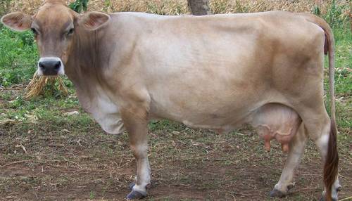 Brown Swiss