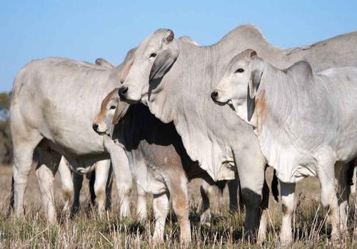 Brahman Cattle