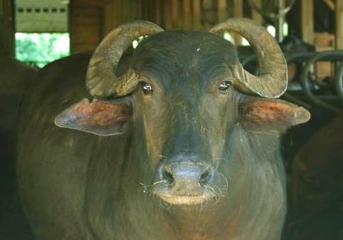 Italian water buffalo