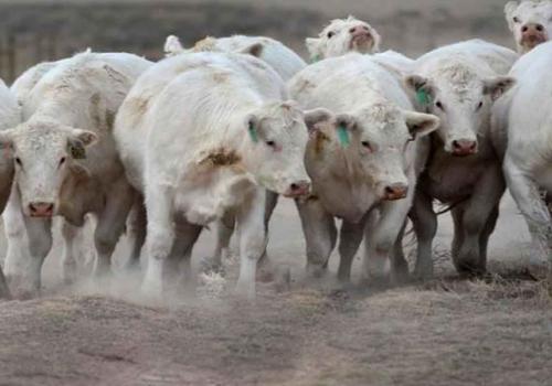 Charolais Cattle