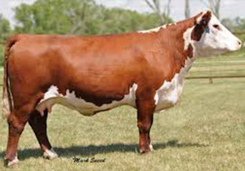 Hereford Cattle