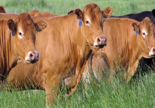 Limousin Cattle