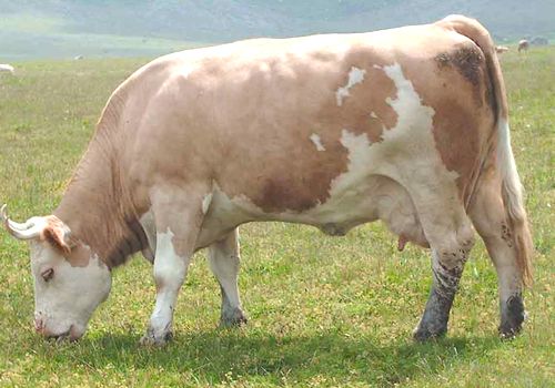 Simmental Cattle