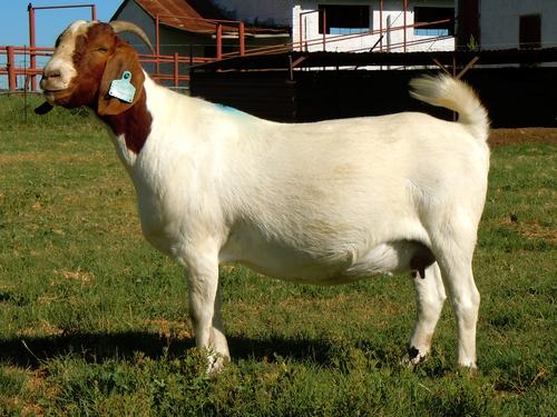 GOAT BREEDS