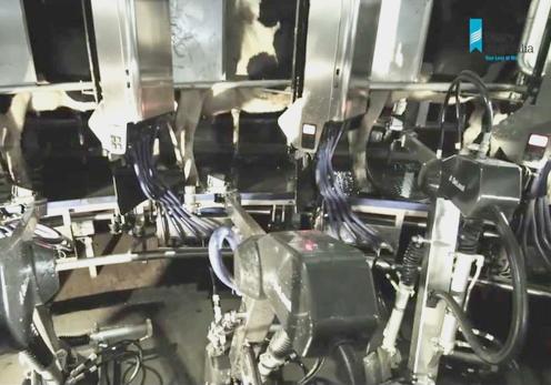 robotic-milking